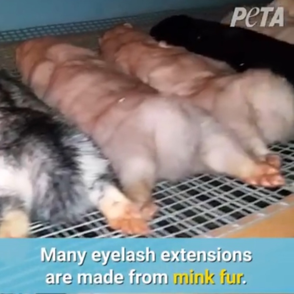 SAY NO TO MINK 👁️ EYELASHES 🙅‍♂️🙅‍♀️🙅
‼️NOT FOR SALE‼️ - Picture 14 of 16